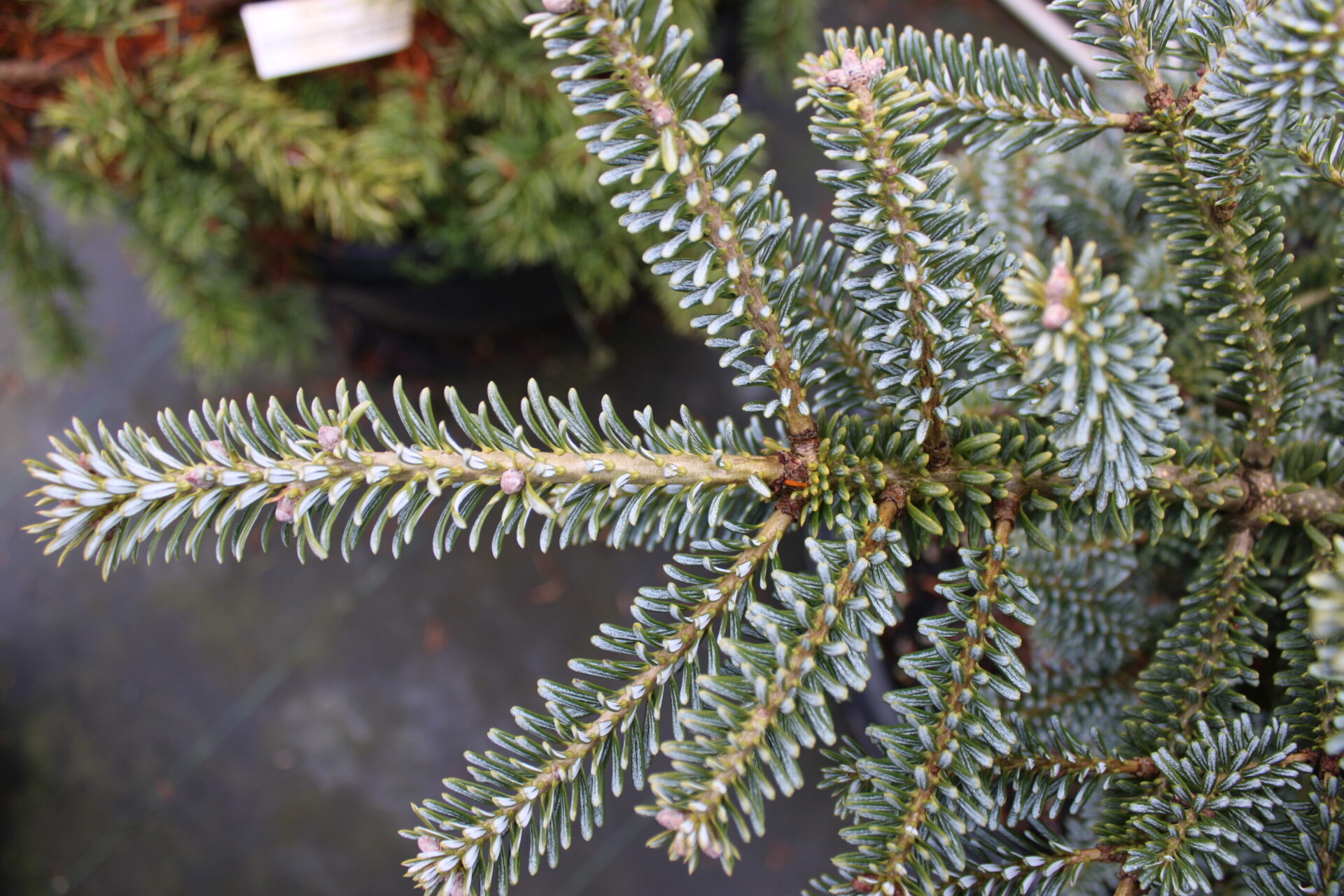 Abies koreana 